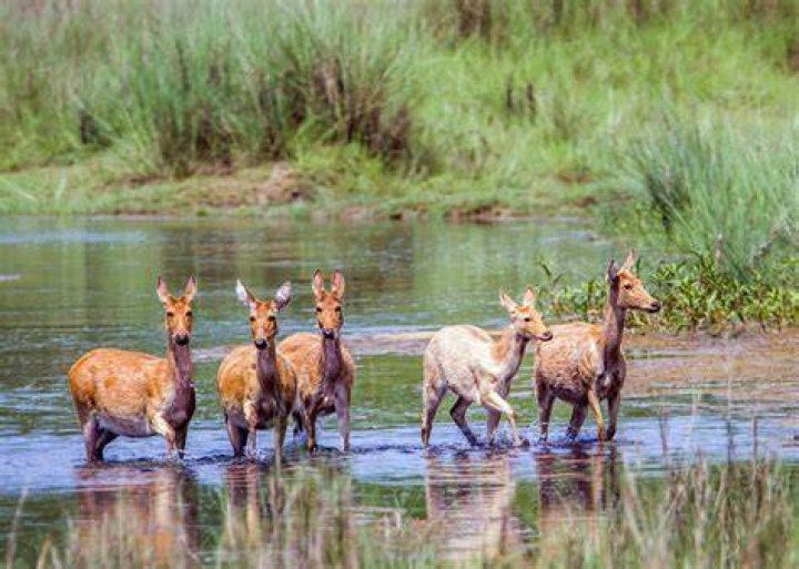Bardiya