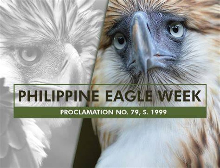 Eagle News