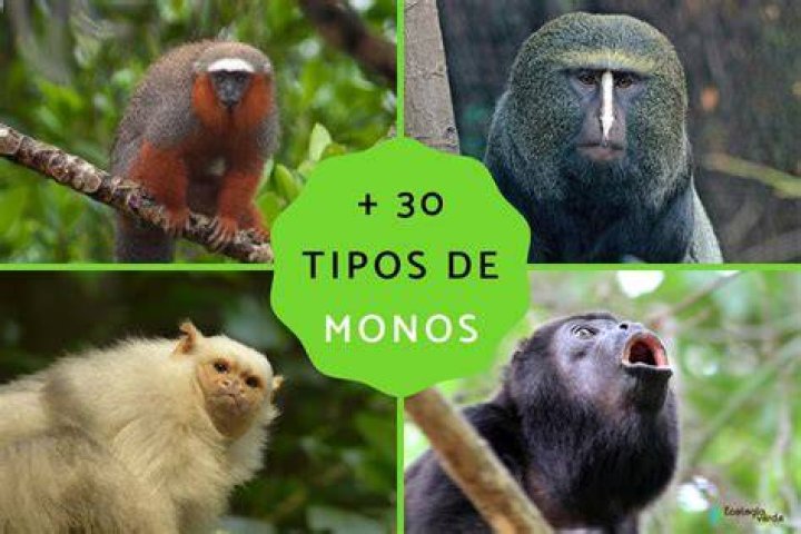 ¿Cuántas clases de mono hay?